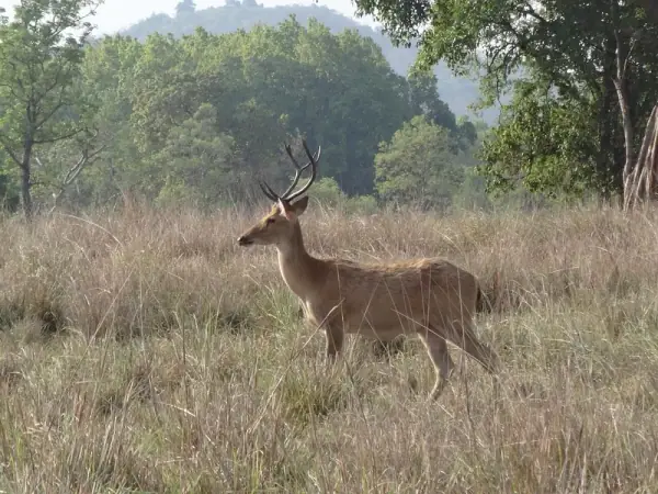 Barasingha (swamp deer) at Kanha, Balaghat