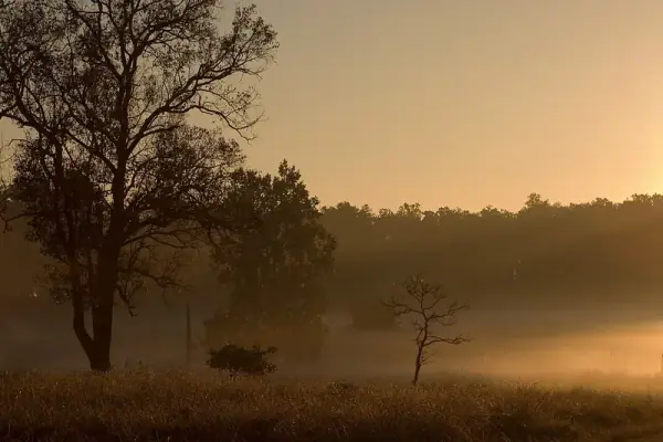 Kanha National Park meadow and forest, Balaghat