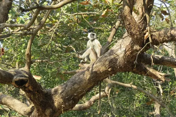 Grey Langur in Suhaildev (Suhelwa) Wildlife Sanctuary, Balrampur