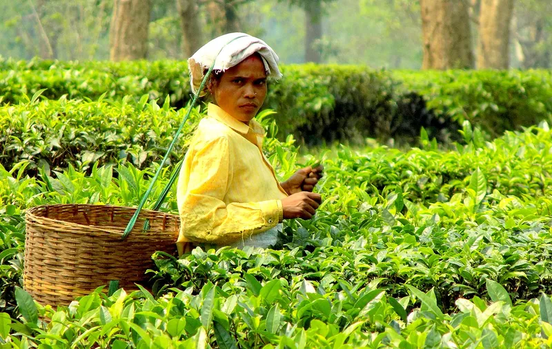 Tea Gardens in Assam, Charaideo