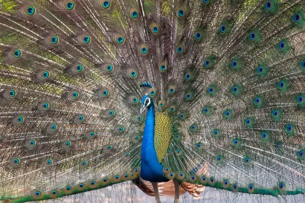 Pench National Park, Chhindwara