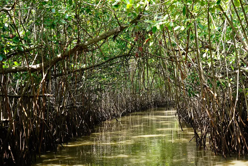 Pichavaram Mangrove Forest, Cuddalore