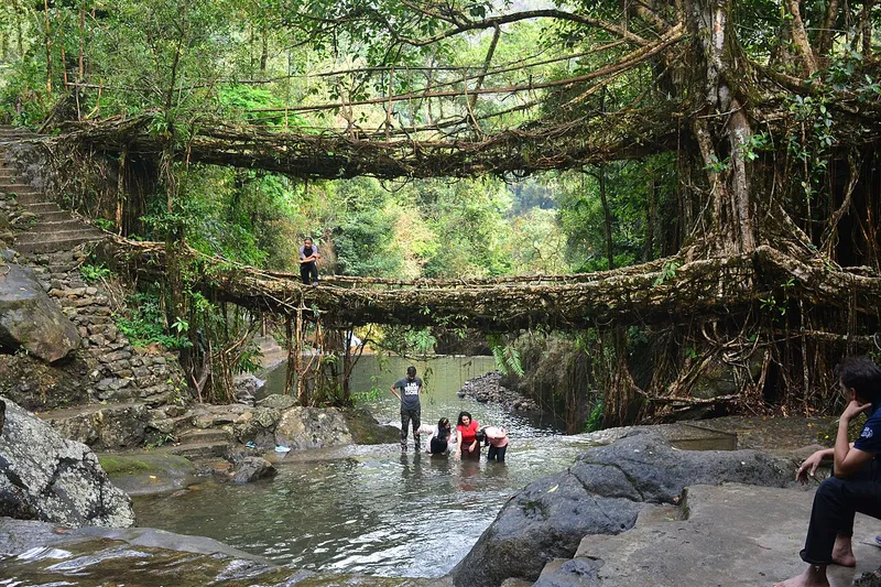Living Root Bridges, East Khasi Hills