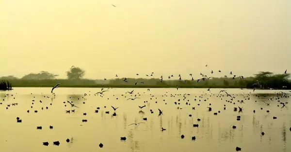 Okhla Bird Sanctuary — Yamuna wetland with 324 bird species at Delhi-Noida border, Gautam Buddha Nagar