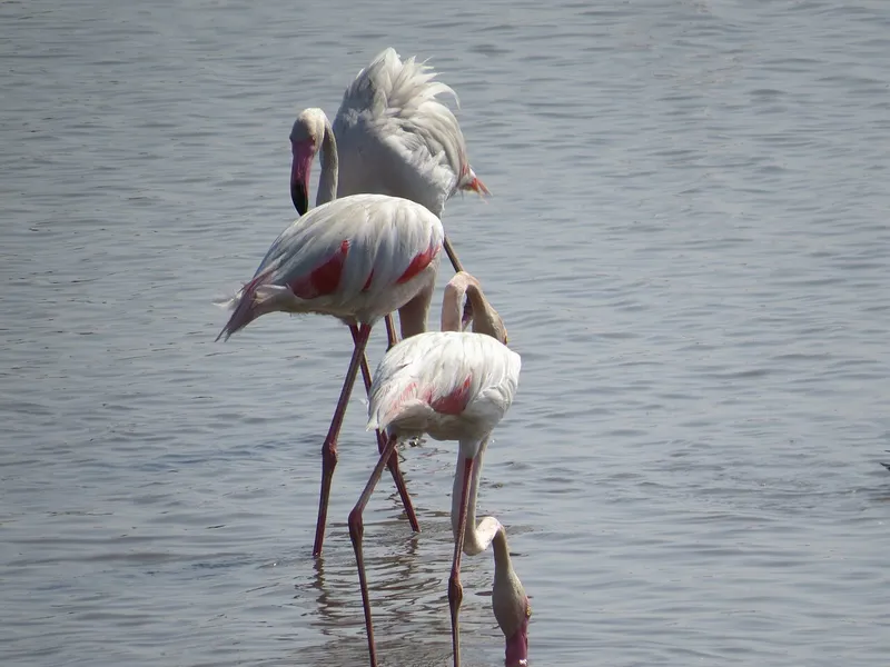 Khijadiya Bird Sanctuary, Jamnagar