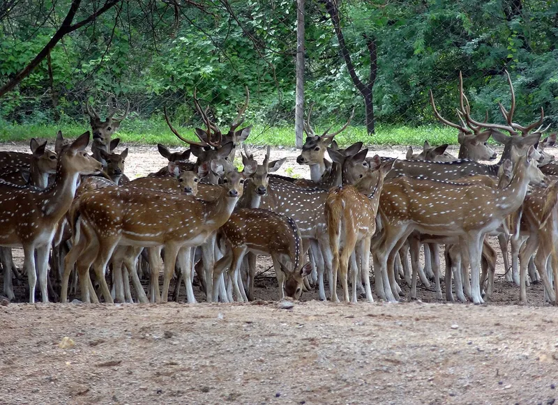 Deer Park Karimnagar, Karimnagar
