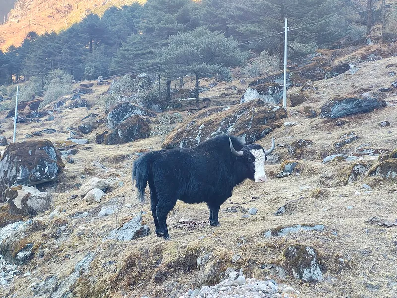 Yak near Sela Pass, Keyi Panyor
