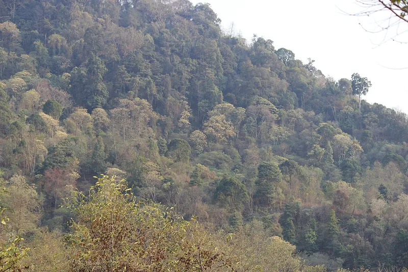 Kiphire District Community Forest, Kiphire