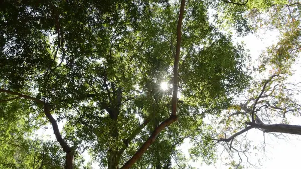 Nallamala Forest, Kurnool