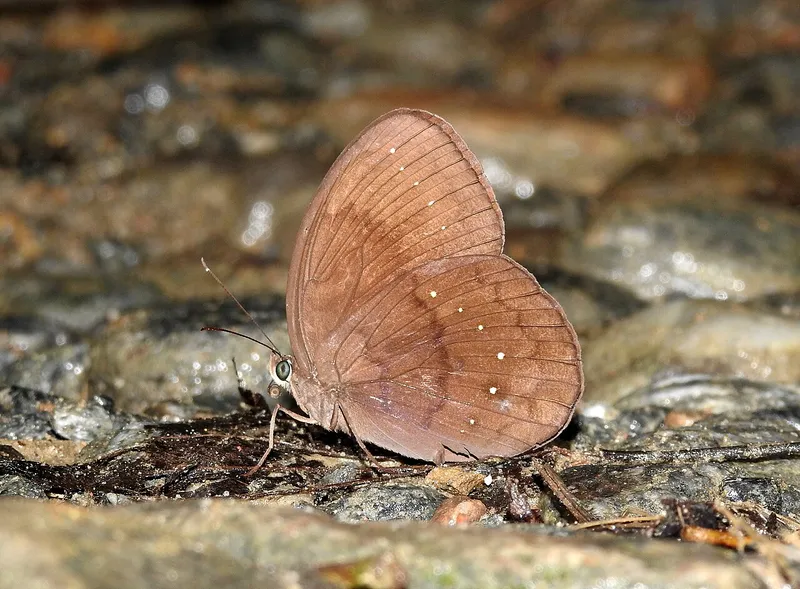 Namdapha National Park, Lohit
