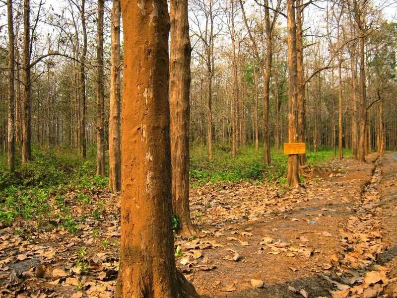 Nedumkayam Forest, Malappuram