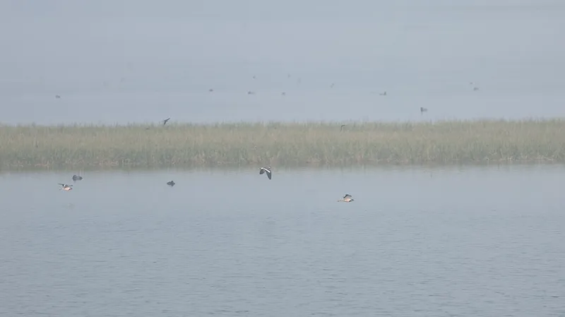 Thol Bird Sanctuary, Mehsana