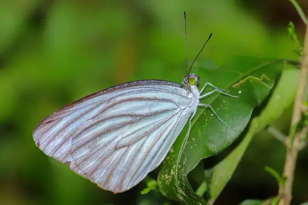 Pakke Tiger Reserve, Pakke-Kessang