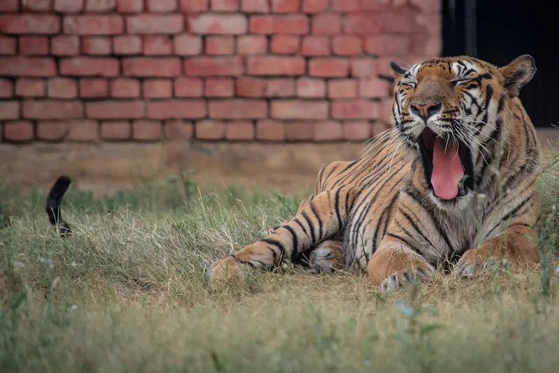 Rohtak Zoo, Rohtak