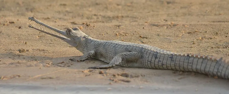 National Chambal Sanctuary, Sawai Madhopur