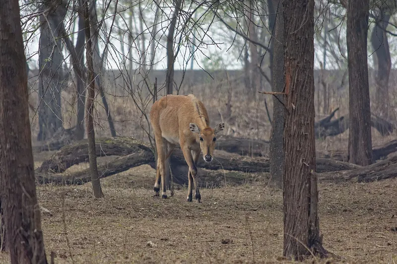 Nilgai, Sheohar