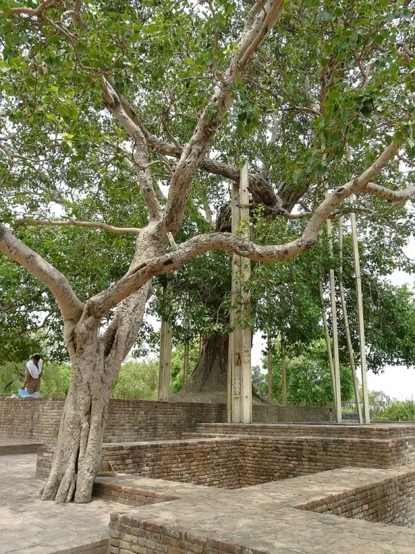 Anandabodhi Tree at Jetavana, Shravasti