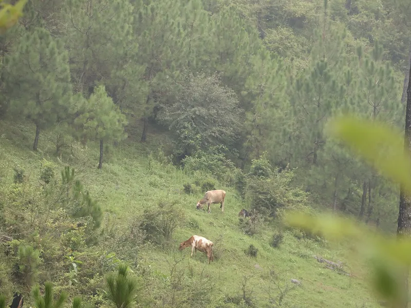 Hills near Kasauli, Solan
