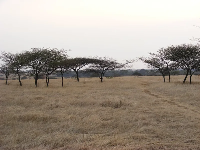 Nannaj Bustard Sanctuary, Solapur