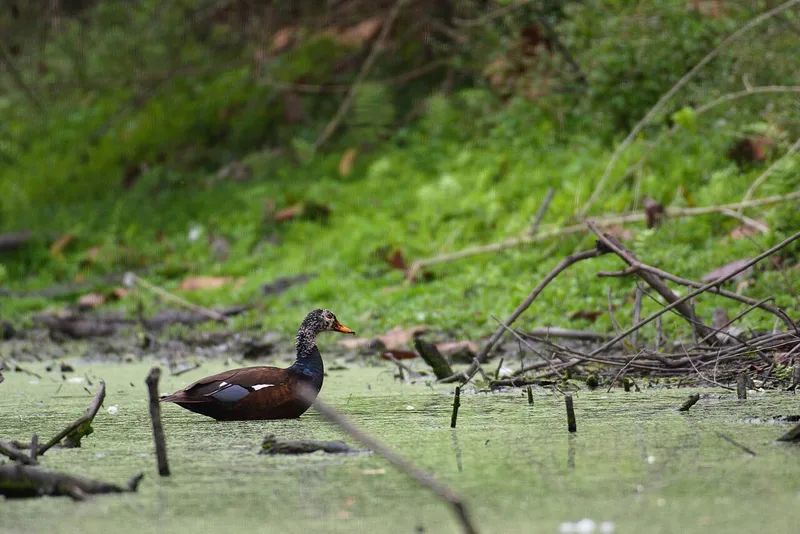 Nameri National Park, Sonitpur