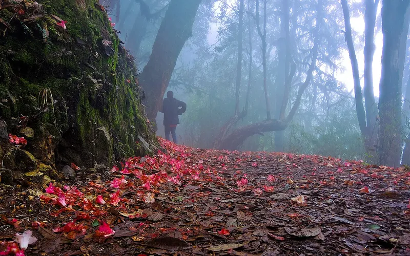 Varsey Rhododendron Sanctuary, Soreng