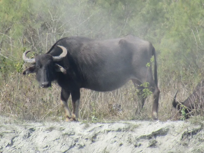 Dibru-Saikhowa National Park, Tinsukia