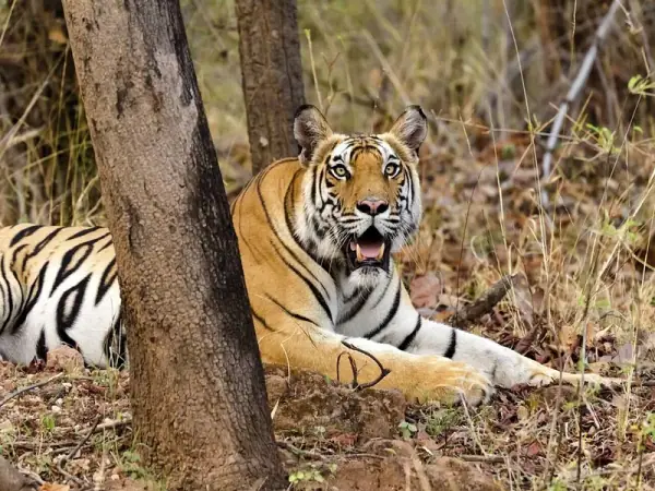 Bengal tiger in Bandhavgarh National Park, Umaria
