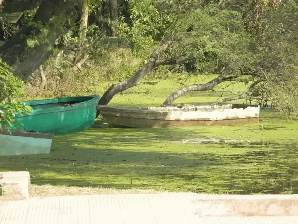 Boating at Nawabganj Bird Sanctuary, Unnao, Unnao