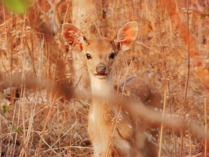 Tipeshwar Wildlife Sanctuary, Yavatmal