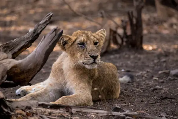 Sasan Gir, Sasan Gir