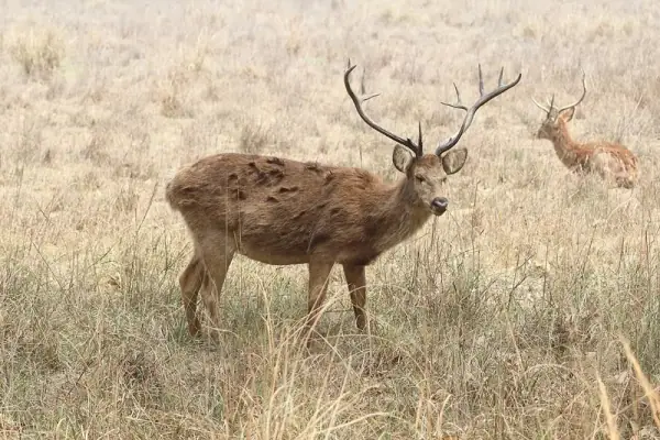 Kanha National Park, Mandla