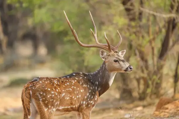 Ranthambore National Park, Sawai Madhopur