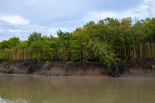 Sundarbans, Sundarbans